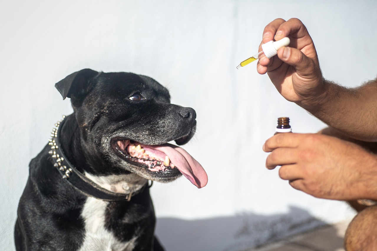 CBD oil For Dogs