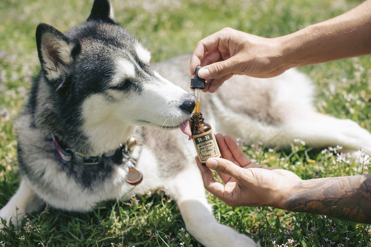 Melatonin For Dogs